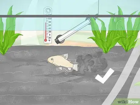Image titled Determine Which Breed of Corydoras is Best for Your Aquarium Step 8