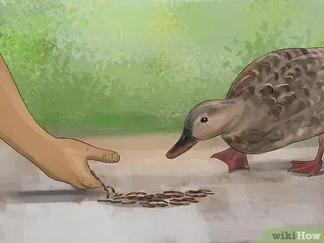 Image titled Train Ducks Step 6