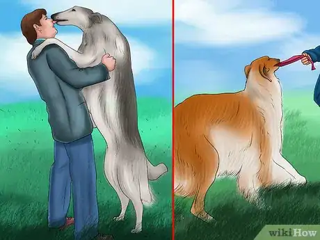 Image titled Care for a Borzoi Step 9