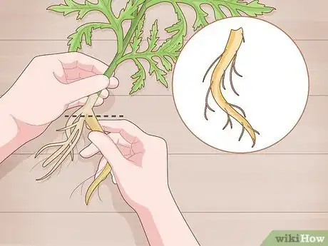 Image titled Take Root Cuttings Step 4