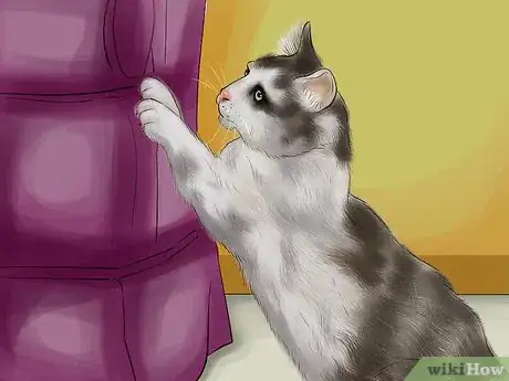 Image titled Choose a Scratching Post or Pad for Your Cat Step 1