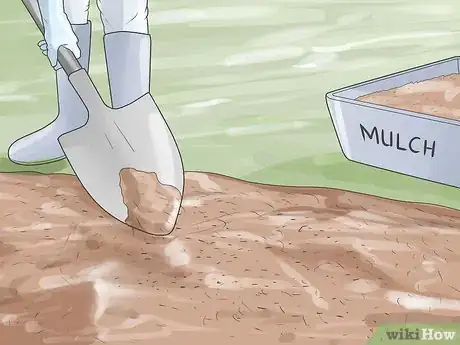 Image titled Grow Tulips Step 8