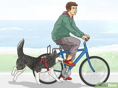 Image titled Exercise Your Dog Step 14