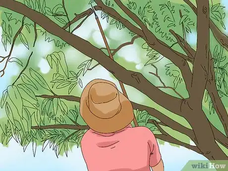 Image titled Prune a Mango Tree Step 1