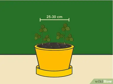 Image titled Grow Strawberries in a Pot Step 06