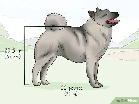 Image titled Identify a Norwegian Elkhound Step 1