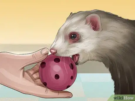 Image titled Train a Ferret Step 11