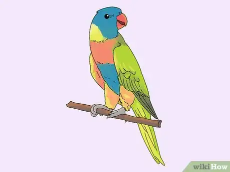 Image titled Choose a Lory or Lorikeet Step 6