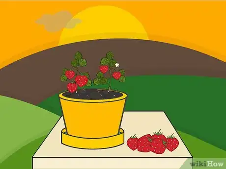Image titled Grow Strawberries in a Pot Step 17