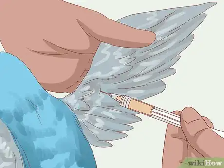 Image titled Stop Feather Plucking in Parakeets Step 3