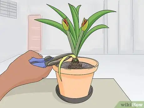 Image titled Store Amaryllis Bulbs Step 6