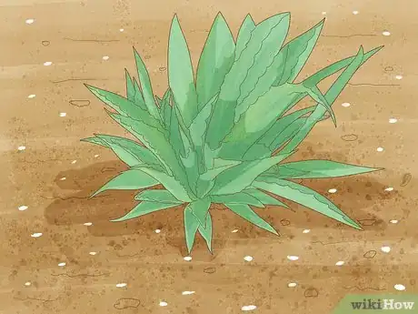 Image titled Grow Agave Plants Step 1