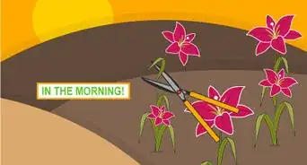 Grow Stargazer Lilies