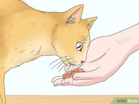 Image titled Countercondition a Cat Step 5