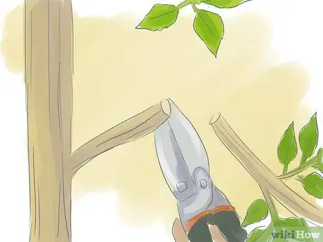 Image titled Prune a Trumpet Vine Step 11