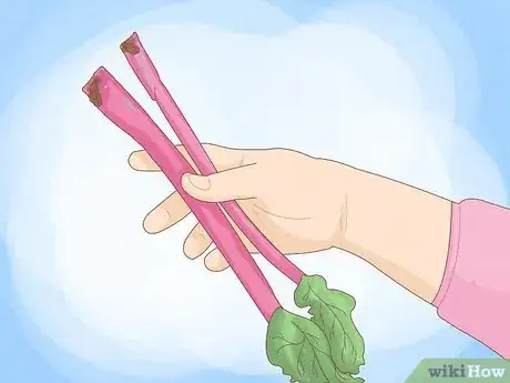 Image titled Buy Rhubarb Step 3