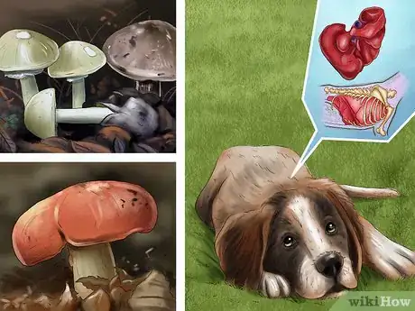 Image titled Protect Your Dog from Toxic Mushrooms Step 3