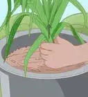 Grow Leeks from Leeks