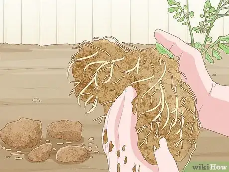 Image titled Grow Rainbow Eucalyptus Step 12