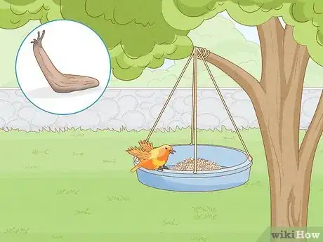 Image titled Plant Anemone Corms Step 15