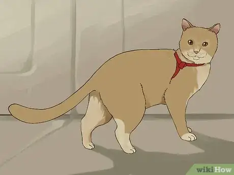 Image titled Travel with a Cat Step 13