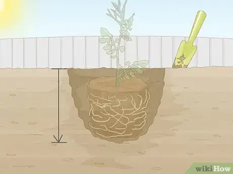 Image titled Grow Rainbow Eucalyptus Step 11