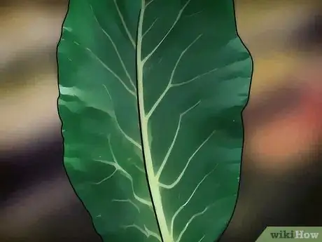 Image titled Buy Collard Greens Step 4