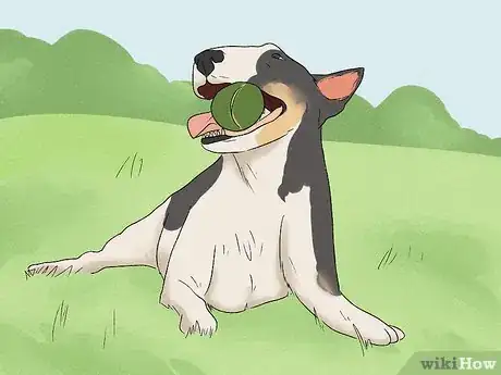 Image titled Identify a Bull Terrier Step 10