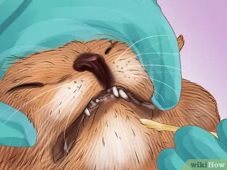 Image titled Collect Bodily Fluid Samples from a Cat Step 16