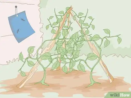 Image titled Kill Thrips Step 1