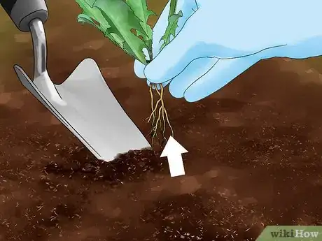 Image titled Grow Endive Step 2