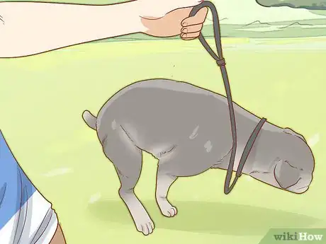 Image titled Care for Your Older Dog Step 9