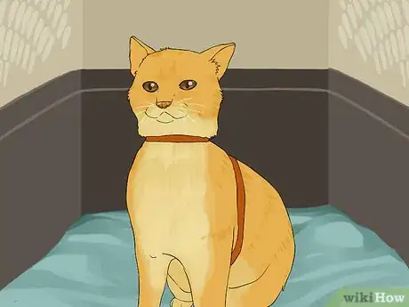 Image titled Travel with a Cat Step 11