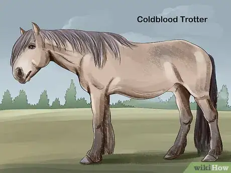 Image titled Choose the Right Breed of Horse for You Step 5