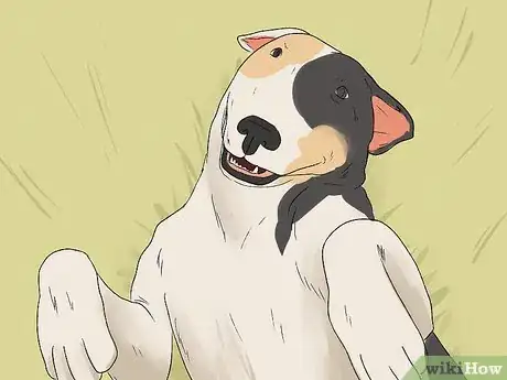 Image titled Identify a Bull Terrier Step 14