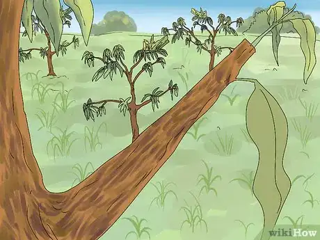 Image titled Prune a Mango Tree Step 3