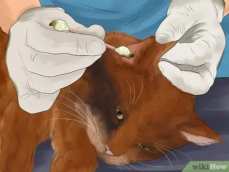 Image titled Take Care of a Somali Cat Step 3