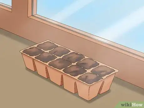 Image titled Grow Dichondra Step 6