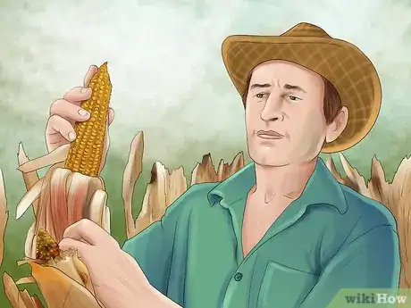 Image titled Treat and Prevent Nitrate Toxicity in Cattle Step 20