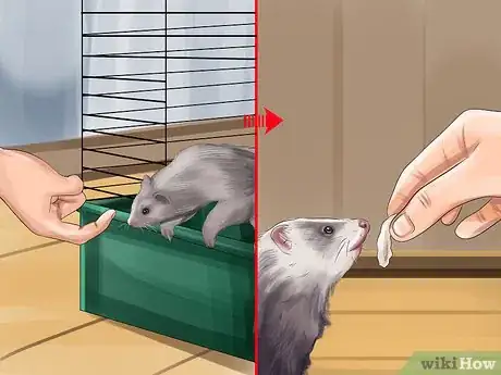 Image titled Train a Ferret Step 16