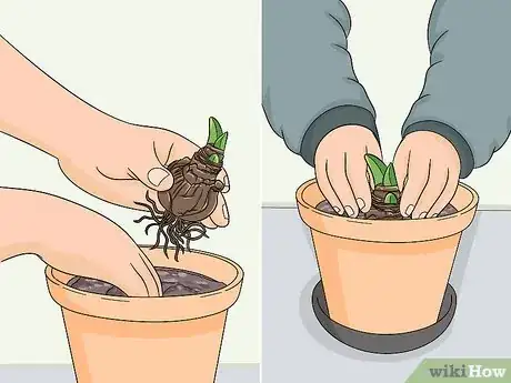 Image titled Store Amaryllis Bulbs Step 3