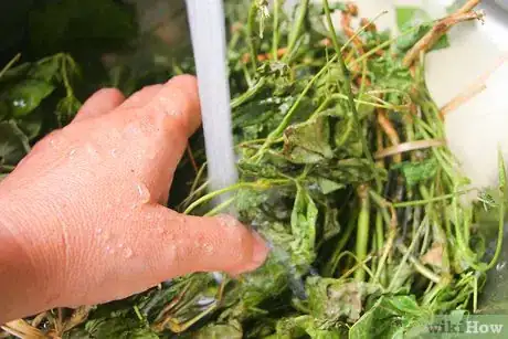Image titled Cook Turnip Greens Step 1