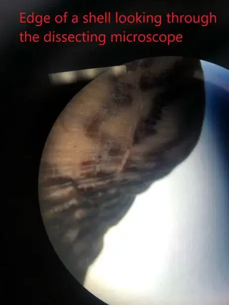 Image titled Clear edge of shell