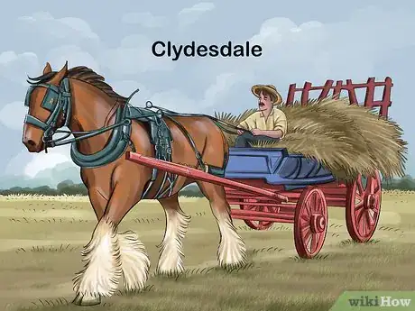 Image titled Choose the Right Breed of Horse for You Step 4