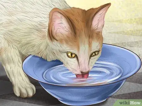 Image titled Identify Early Signs of Chronic Kidney Disease in Cats Step 2