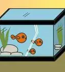 Draw Fish in a Fish Tank