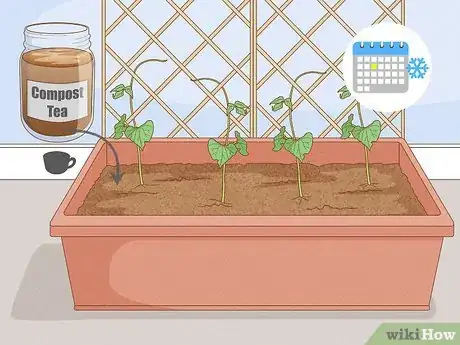 Image titled Grow Green Beans Indoors Step 8