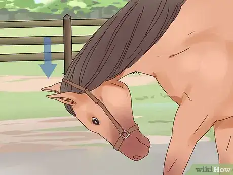 Image titled Teach a Horse to Bow Properly Step 12