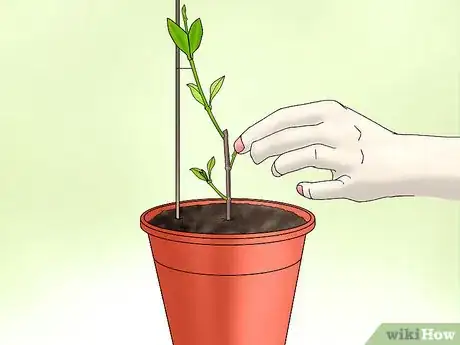 Image titled Plant Confederate Jasmine Step 30