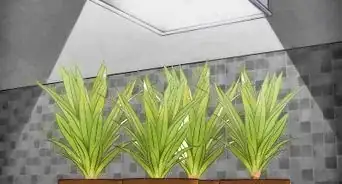 Protect Plants from the Cold